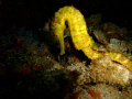   KOH TACHAI PINNACLE 30m very shy seahorse  